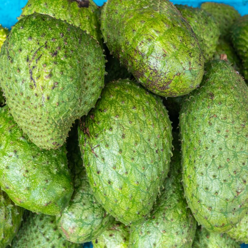 Soursop Plant Live for Planting, Soursop Tree Live Plant, Tropical Fruit Plant, 2-3 Feet Tall in 3 Gallon Pot, No Ship to CA