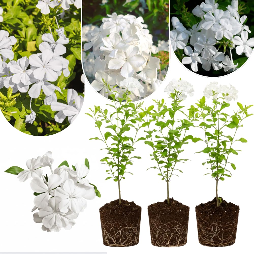 Pack 3 White Plumbago Plants Live, 4-7 Inches Tall, Tropical Flowering Shrub for Garden or Containers