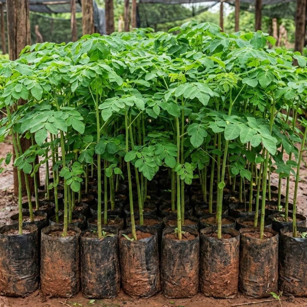 2 Feet Moringa Tree Live Plant in 1 Gallon Pot, 1 Years Old Seedling Moringa Oleifera, Hardy Drumstick Tree Ready to Grow