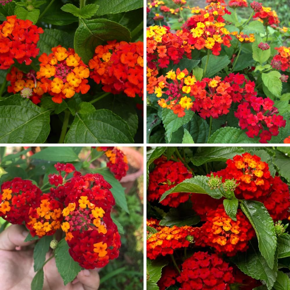 Set of 2 Lantana Plants Live, Trailing Lantana Plant, 4 to 6 Inch Tall for Planting Outdoors (Red)