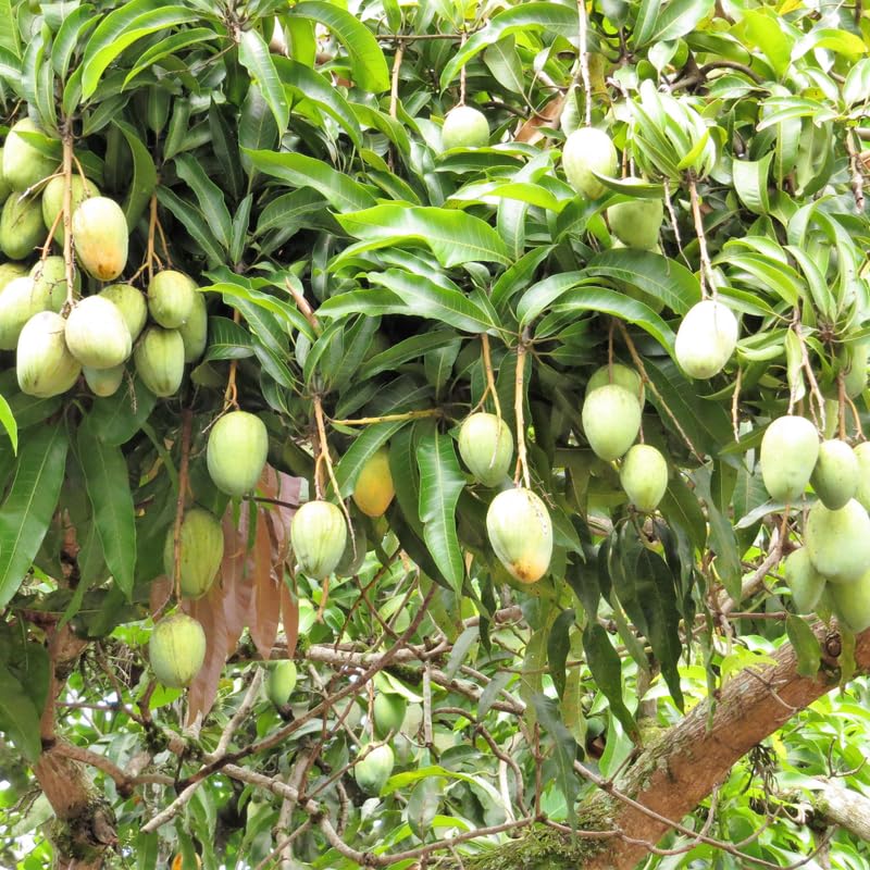 Yellow Mango Trees Live Plants in 3 Gal Pot, Fragrant Mango Fruit Tree from 2 to 3 Feet Tall, Sweet and Fast-Growing, No Ship to CA