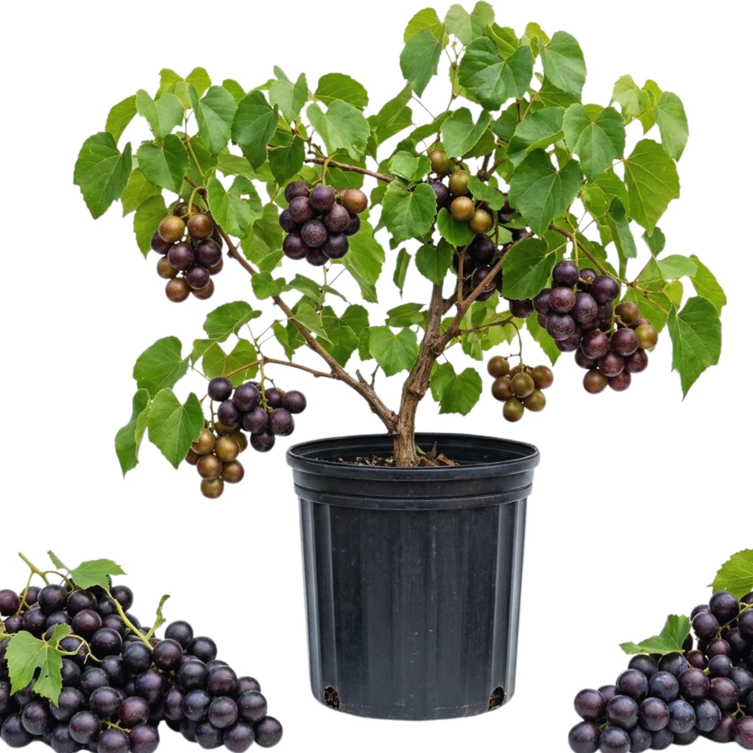 Muscadine Grape Vine Live Plant Pot, Sweet Grape Plant Live, Hardy Fruit Vine Plants Gardening, 20-24 Inc Tall, No Ship to CA