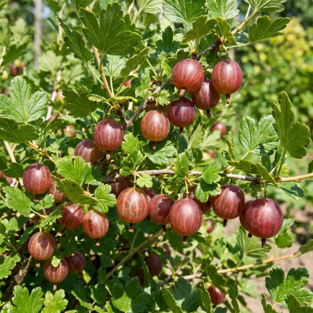 Jeanne Gooseberry Live Plant, Fruit Shrub, 5-8 Inch Tall