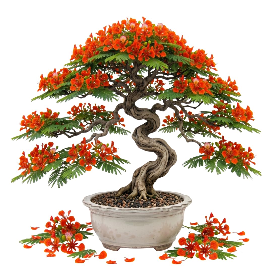 Tropical Red Flamboyant Tree Live Plant, Royal Poinciana Flowering Tree, 2-3 Feet Tall in 1 Gallon Pot for Backyard Landscapes, No Ship to CA