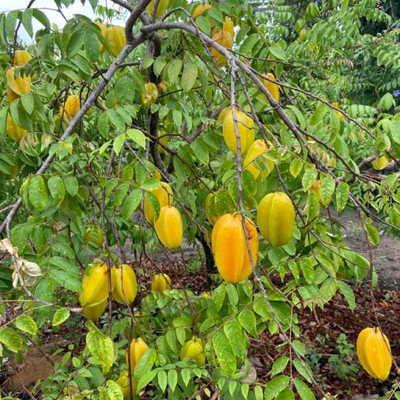 Live Starfruit Tree 1 Gallon Pot, Sweet Starfruit Plant 1-2 Feet Tall, Tropical Fruit Tree for Growing Outdoor, No Ship to Ca