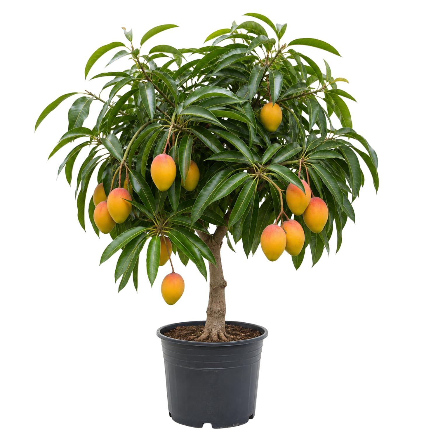 High-Yielding Mango Tree Live Plant 2.5-3 Ft Tall, Tropical Fruit Tree for Garden Planting, Outdoor Mango Plant in 3 Gallon Pot, No Ship to CA