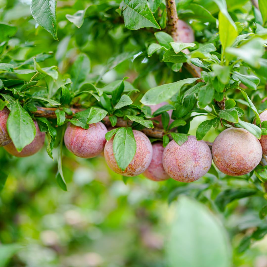 Live Flavor Pluot Tree Plant, Pluot Fruit Tree, Well Rooted, 1-2 Feet Tall in 3 Gallon Pot, for Outdoor Planting, No Ship to CA