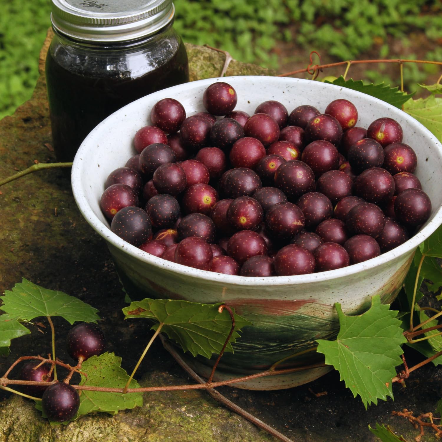Grape Plant Live, Muscadine Grape Vine Live Plant Pot, 1 Gallon Pot, Hardy Fruit Vine Plants Gardening Outdoor, 20-24 Inc Tall, No Ship to CA