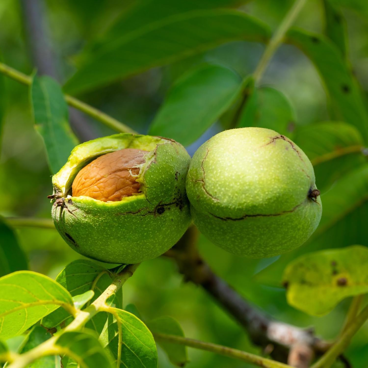 Walnut Tree Plant, 1 Year Old Walnuts Tree 1-3 Feet Tall, Hardy, Winter Dormant Nut Tress for Outdoor Growing
