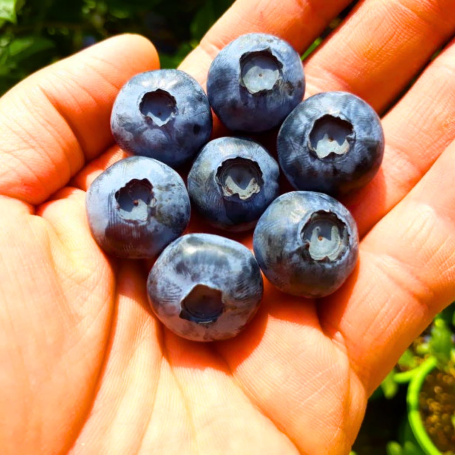 Blueberry Plants Live for Planting, Blueberry Bushes Live Plant, Blueberries Fruits Trees Shrubs to Grow Indoor Outdoor Garden