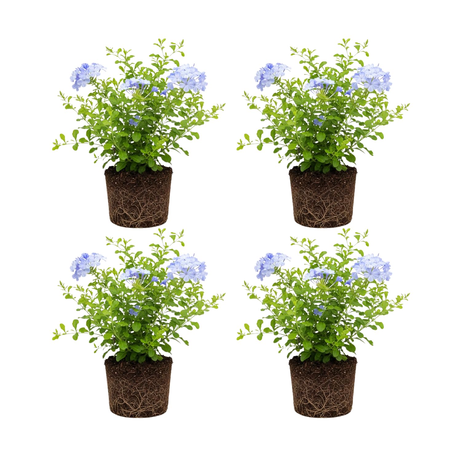 Set 4 Plumbago Plants 4–6'' Tall, Vibrant Flowering Shrubs for Garden or Containers, Well Rooted, Ready to Grow (Blue)
