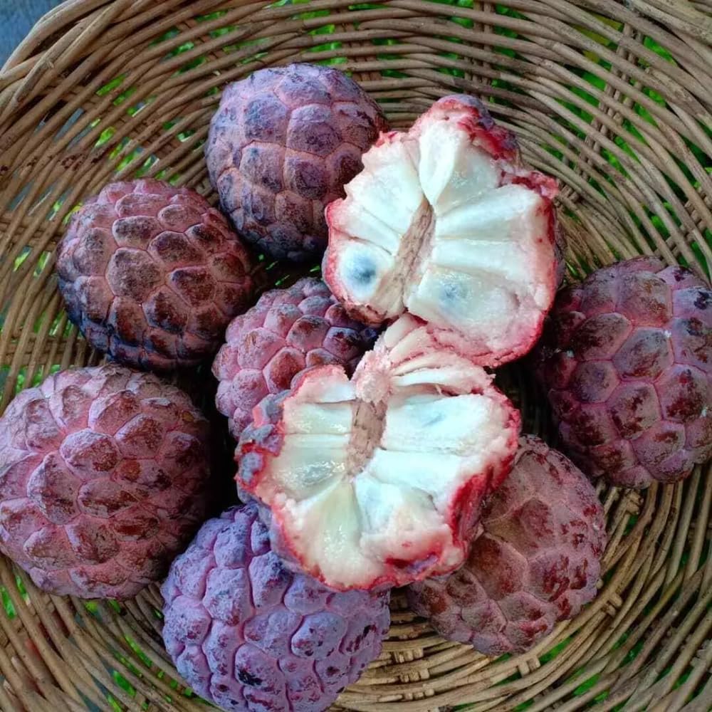 2-3' Tall Red Sugar Apple Tree Live Plant, Tropical Annona Squamosa Sugar Apple Fruit Plant, in 3 Gallon Pot, No Ship to CA