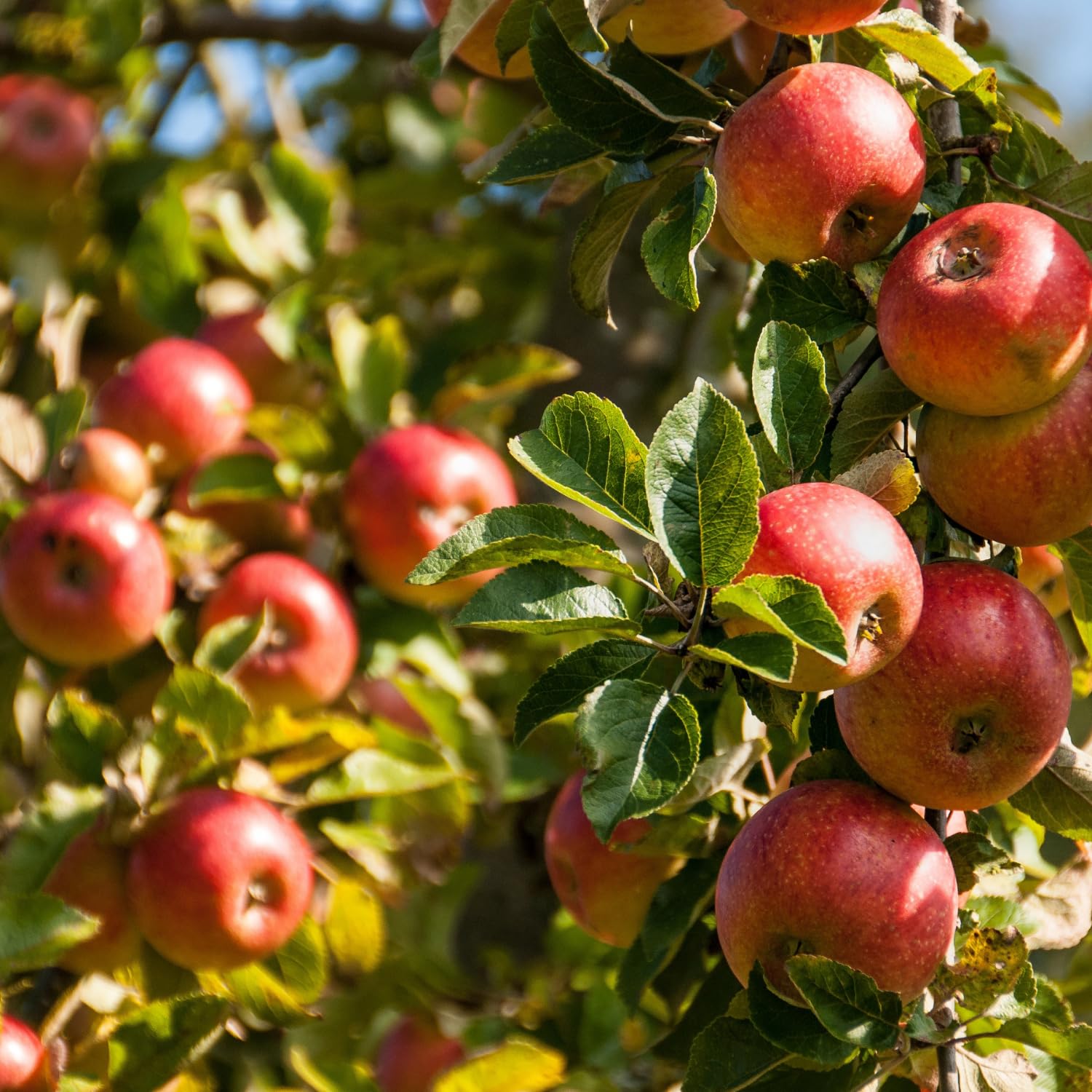 Delicious Apple Tree Live Plant, 3 Gallon Pot from 2 to 3 Feet Tall, Apple Trees Live Plants, Fruit Tree for Outdoor Gardening, No Ship to CA (Red)