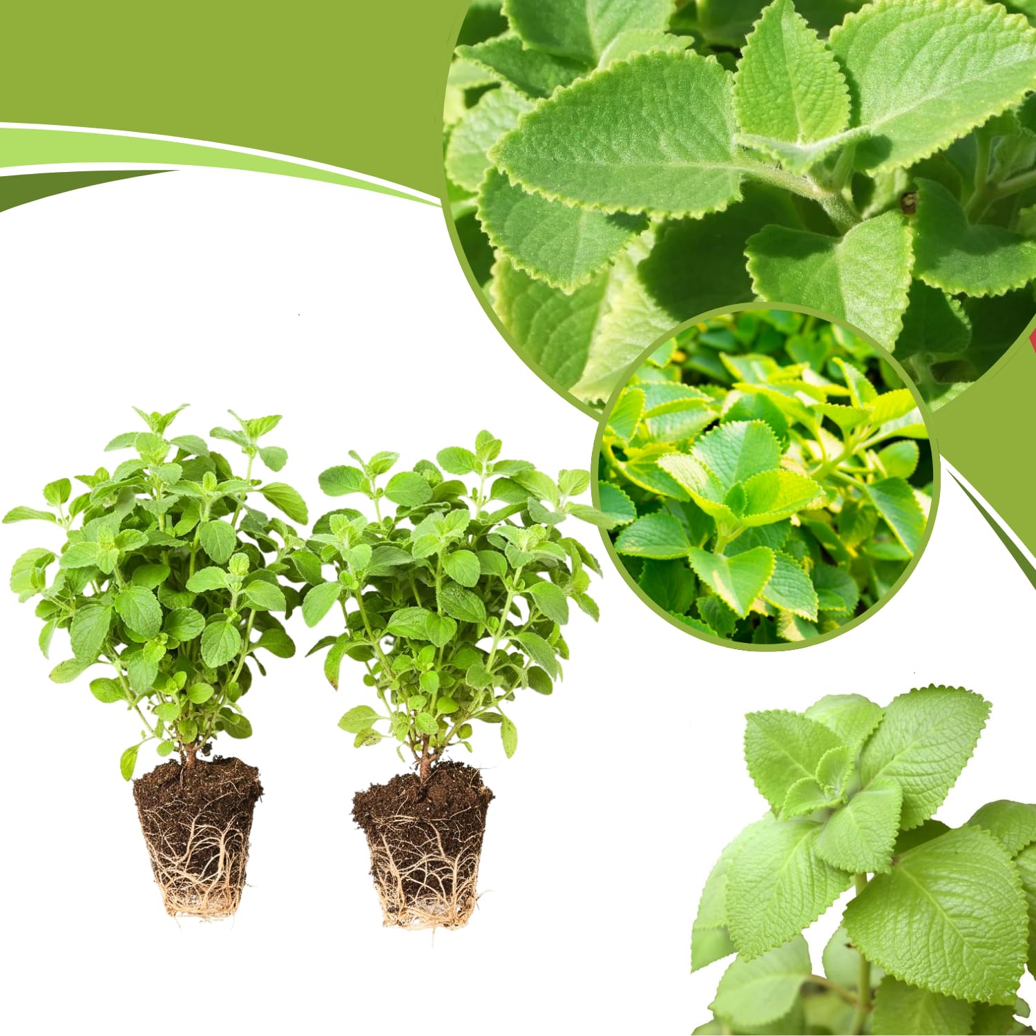 2 Cuban Oregano Plants Live Well-Rooted, 4-6” Tall, Oregano Culinary Herb for Planting