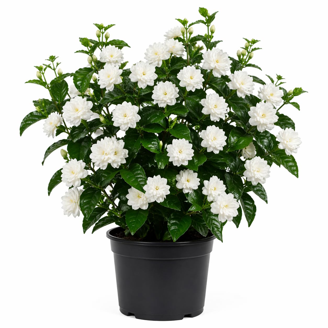 Duke of Tuscany Jasmine Plant Live, Fragrant Jasmine Flowering in 3 Gallon Pot, Double Petal Jasmines 2-3 Feet Tall, No CA