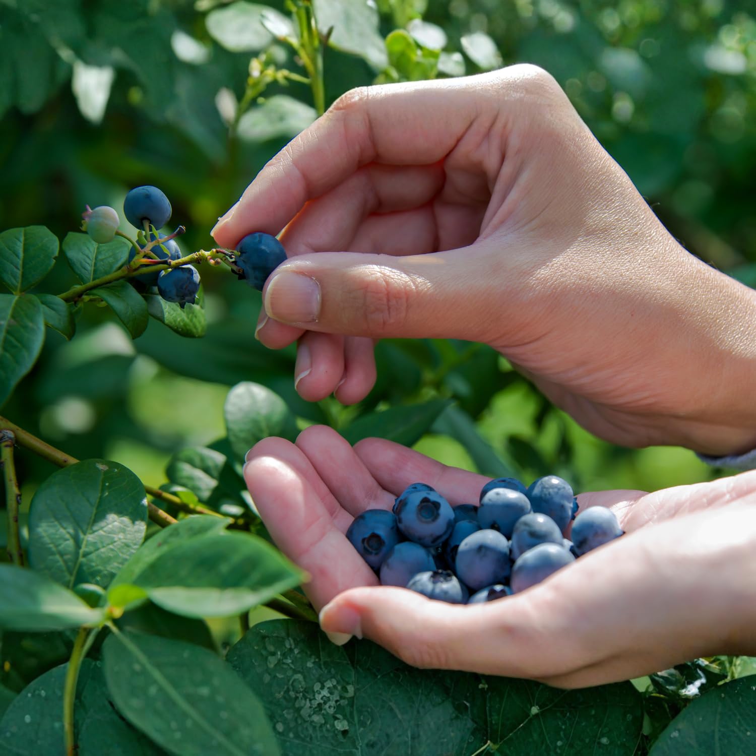 Blueberry Plant Live 1-2 Ft Tall, Fruit Bearing Already, Sweet Blueberries Fruit Tree for Garden, Patio, and Container Growing, 1 Gallon Pot (Austin Blueberry)
