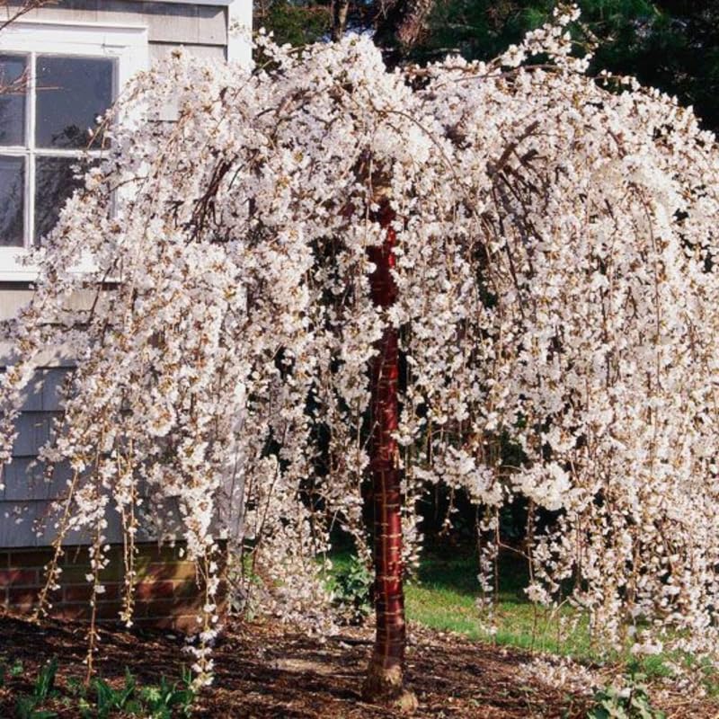 Cherry Blossom Tree, White Weeping Cherry Tree Live Plant, 6-12 Inch Tall in 2.5 Inch Pot, Dormant in Winter