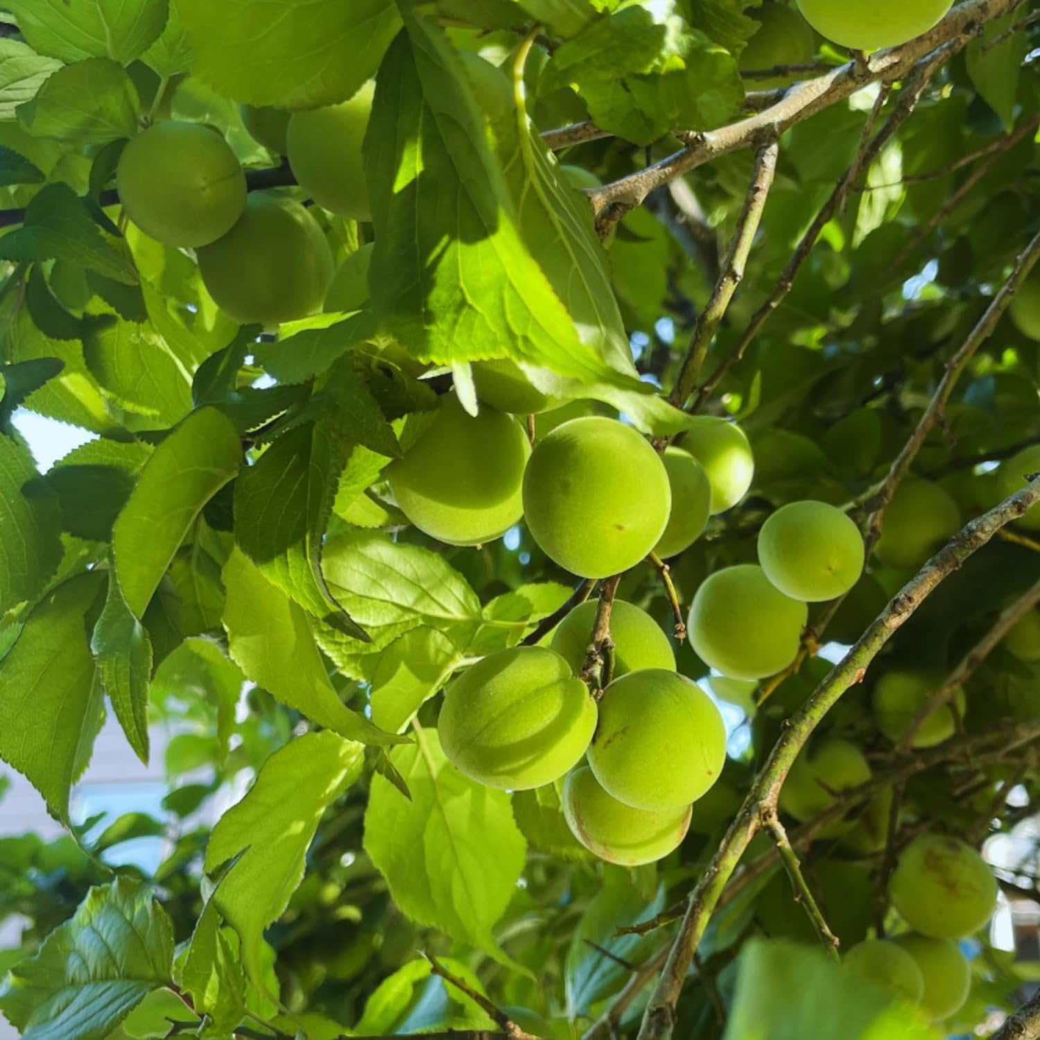 Methley Plum Tree Live Plant, 2-3 Feet Tall in 3 Gallon Pot, Plum Plant Large Fruit, Cold Hardy, Well-Rooted Fruits Tree, Outdoor Growing, No Ship to CA