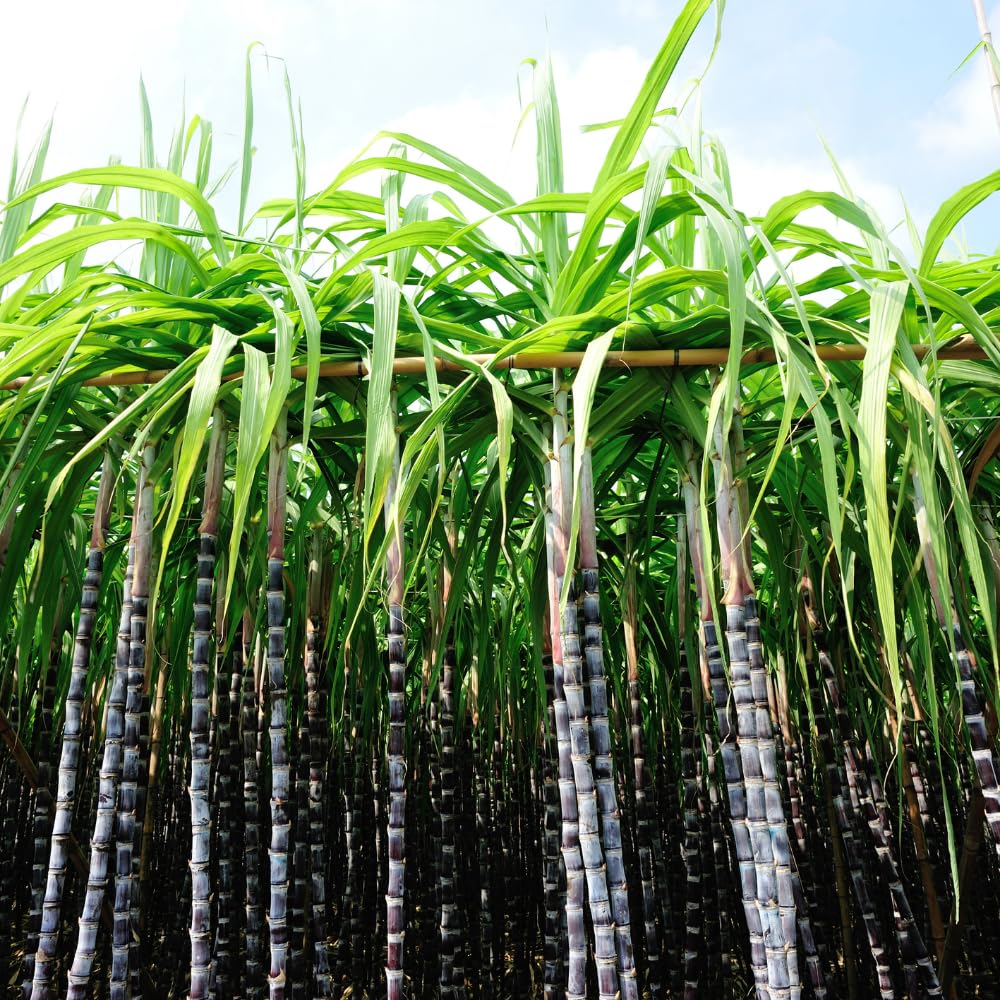 20 Purple Sugar Cane Cuttings, Sweet Sugarcane Cuttings for Growing Outdoor, Sweet Edible Stalks, No Ship to CA