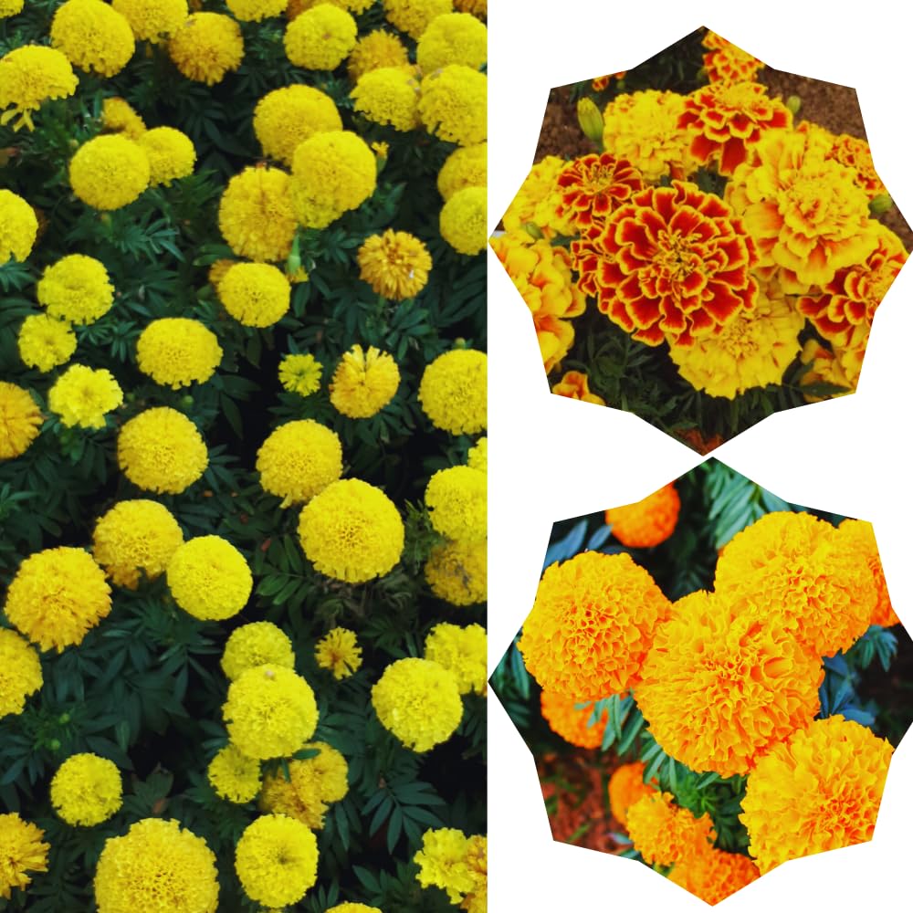 3 Mix Marigold Plants Live, 5 to 8 Inc Live Marigold Flower Plants