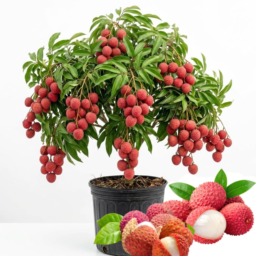 Sweet Lychee Tree Live Plant, Lychee Fruit Tree, 3 Gallon Pot, 2 to 3 Feet in Height, No Ship to CA