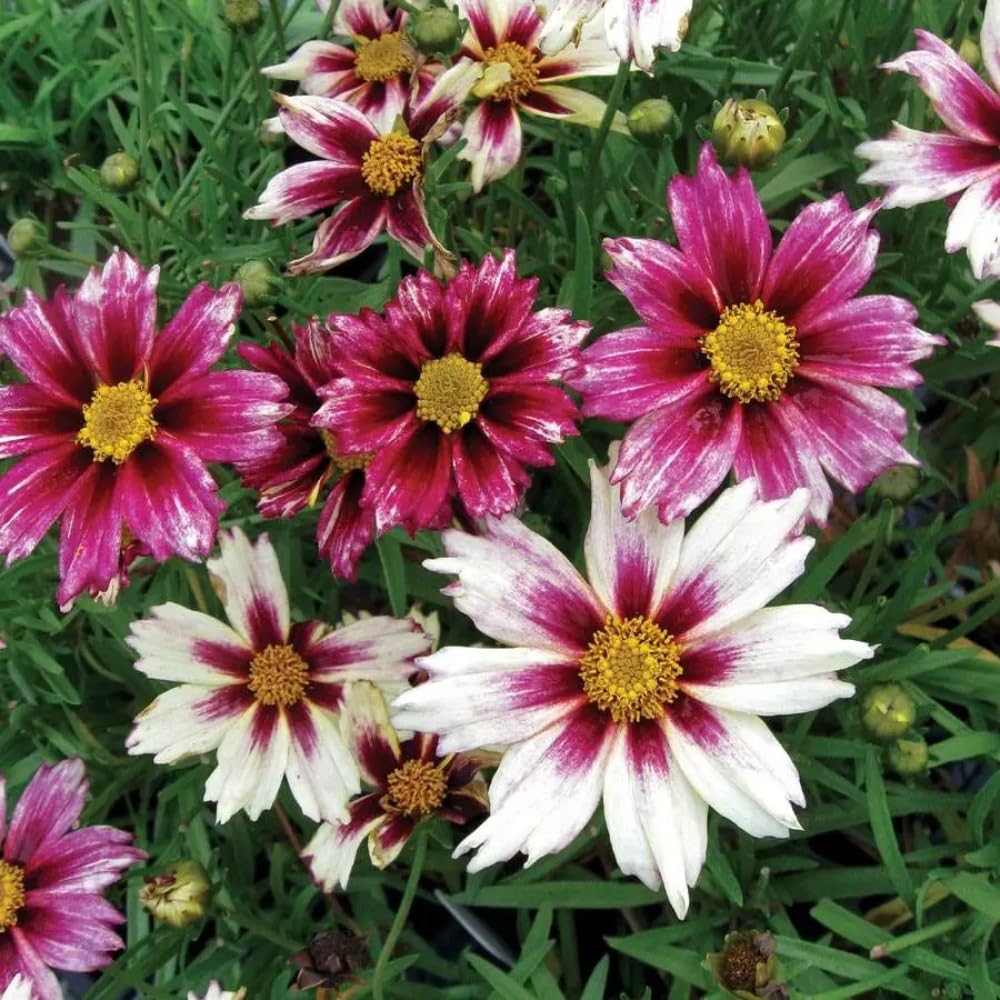 2 Coreopsis Live Plants, Mix Coreopsis Perennial Flowers Well Rooted Plug 3-5" Tall, Tickseed Plants Live