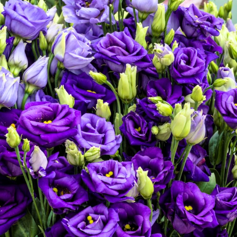 2 Eustoma Lisianthus Live Plants, Lisianthus Flowers Seedlings, 2-3 Inch Tall Well-Rooted Plug, Lisianthus Plants (Dark Blue Lisianthus)