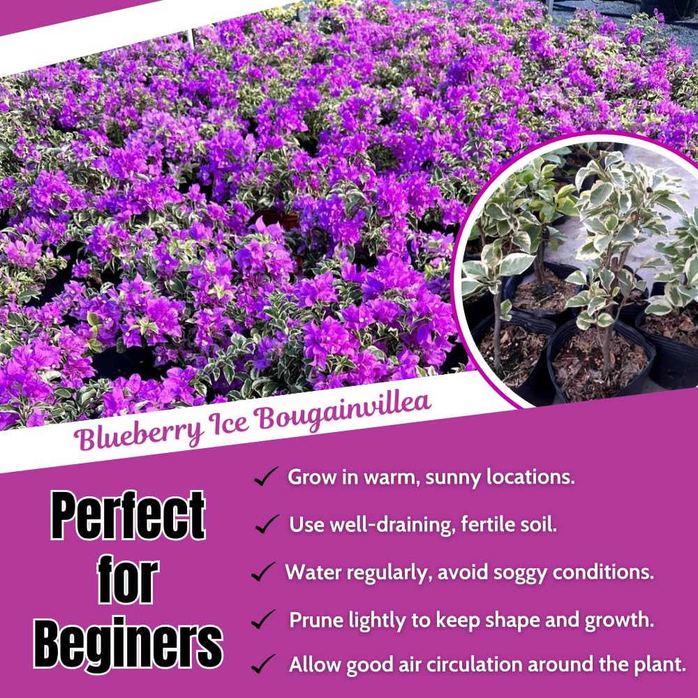 2 Bougainvillea Plants Live, Bougainvillea Flower Vine Plant, Indoor Outdoor Garden 4-7 Inches (Blueberry Ice)