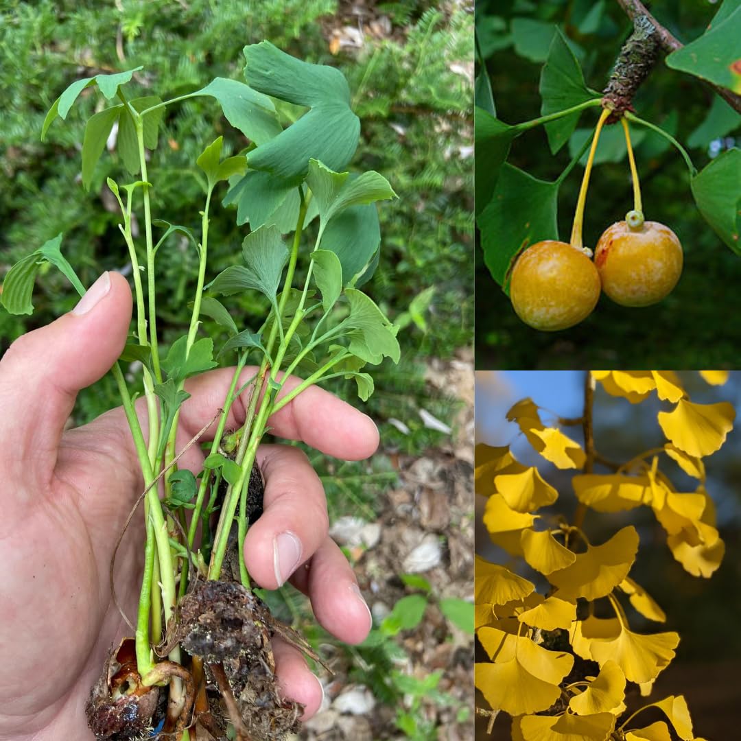 2 Seedlings Ginkgo Trees Live Plants Dormant, No Leaf in Winter, Hardy Ornamental, Yellow Leaf in Fall, Zones 3-8, Bare Roots, 6-12" in Tall
