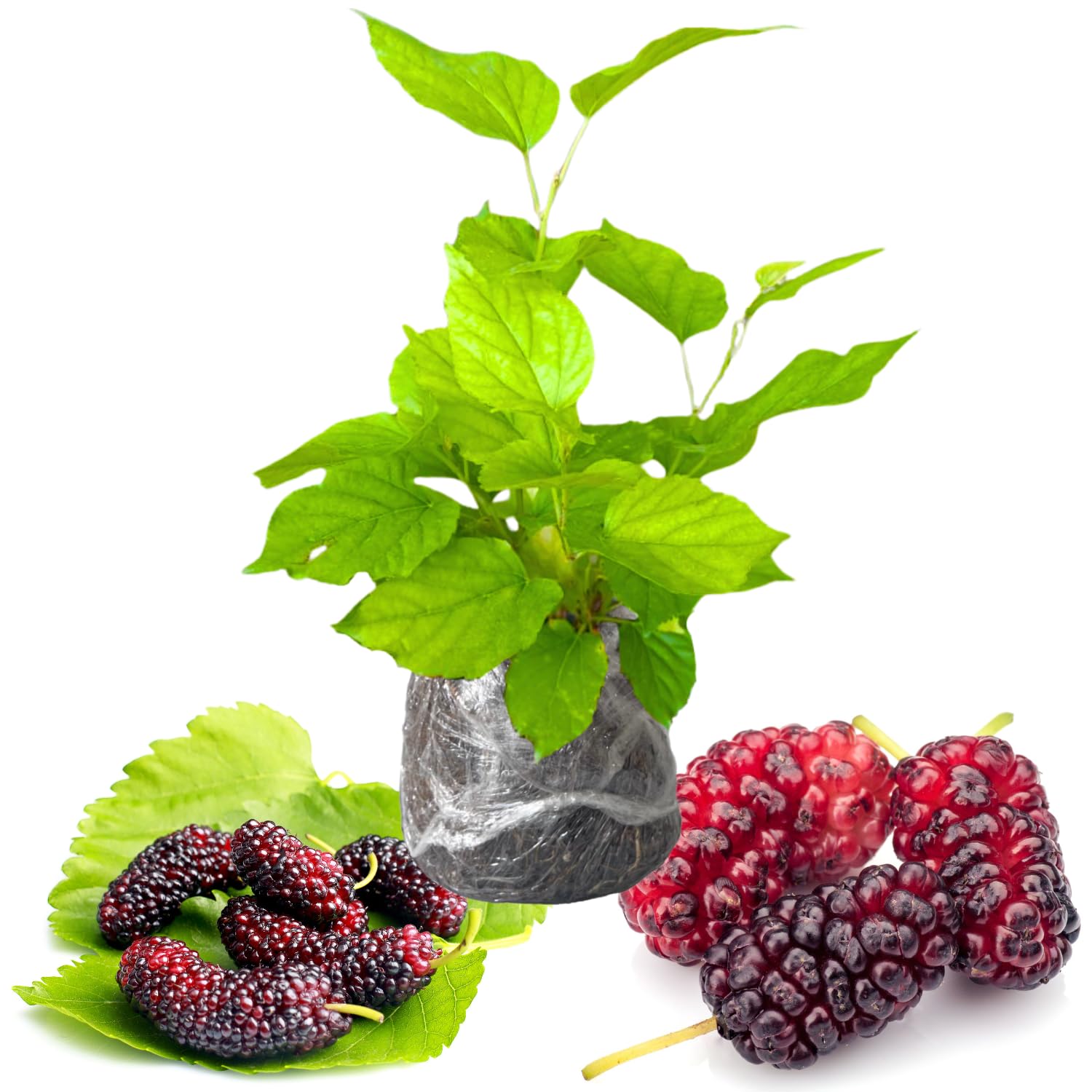 Red Mulberry Trees 6-8 Inches Tall Starter Plants - Edible Mulberries Fruit to Grow Outdoor - Sweet Mulberry Plants Live for Planting
