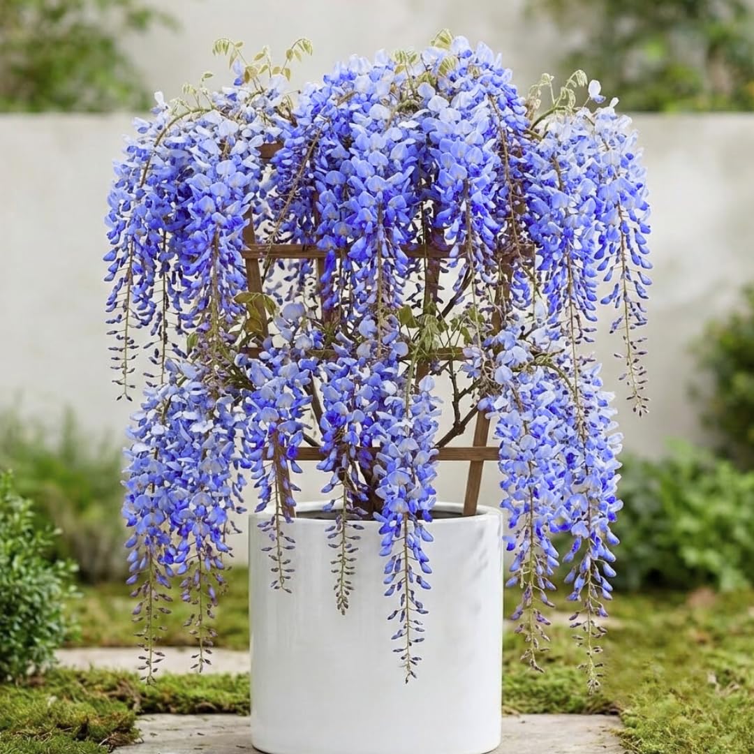 02 Purple Wisteria Trees Live Plants or Vine Bush, 6-12" Flowering Shrub for Outdoor Planting, Fragrant, Fast-Growing