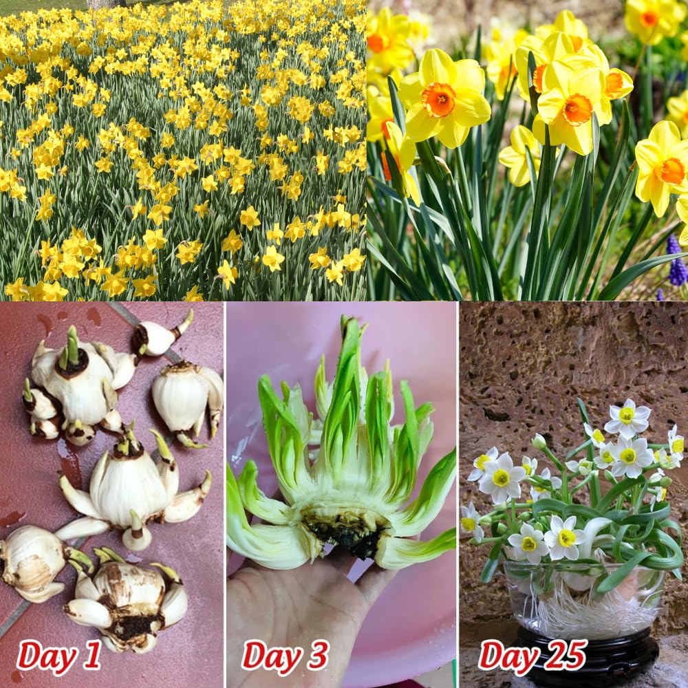 50 Yellow Daffodil Bulbs for Fall Planting, Blooming Narcissus, Spring Bloom, Cold Hardy, Large Selected Bulbs for Planting