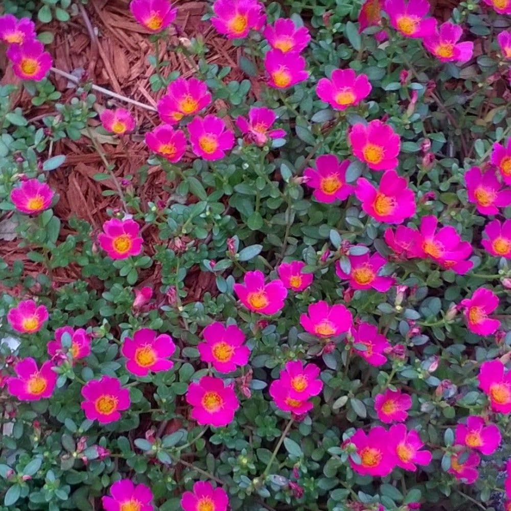 Set 2 Portulaca Live Plant, 4-6 Inch Tall, Moss Rose Plants Live, Rare Portulaca Plants for Growing Indoor Outdoor (Deep Pink)