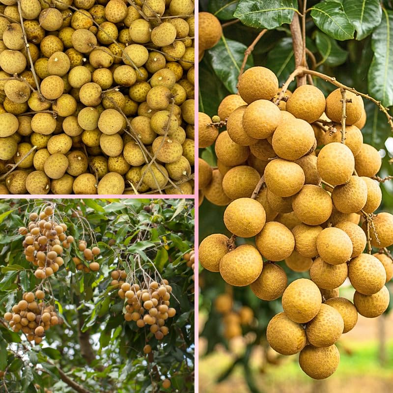 Longan Live Plant, Longan Fruit Plant in 3 Gallon Pot, Sweet Tropical Fruit Tree, 2 to 3 Feet in Heigh, No Ship to CA