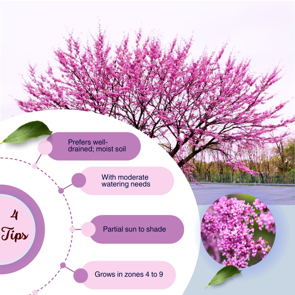 Red Bud Trees Live Plants, Eastern Redbud Tree from 1-2 Feet Height, Cold Hardy and Well Rooted for Spring Blooms