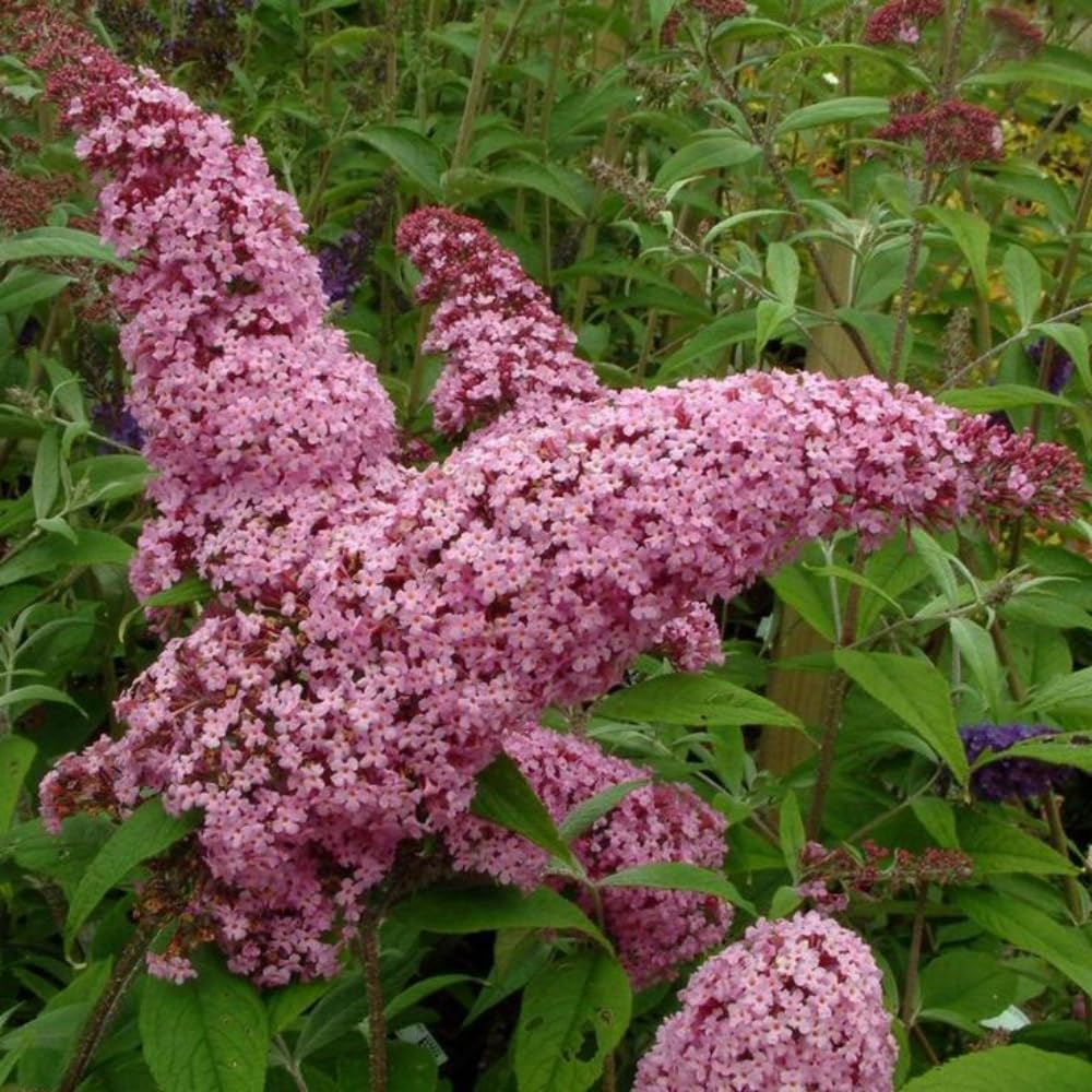2 Butterfly Bushes Live Plants, Perennial Butterfly Bush for Outdoor Garden, Container Growing 4-7 Inches (Pink)