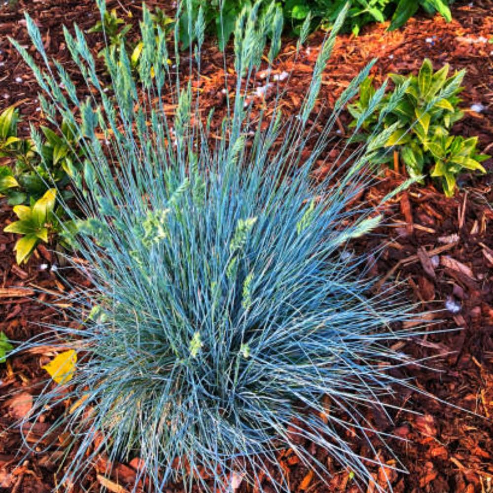 2 Blue Fescue Grass Plants Live, Ornamental Grass Live Plants, Blue Grass Seedings Indoor Outdoor