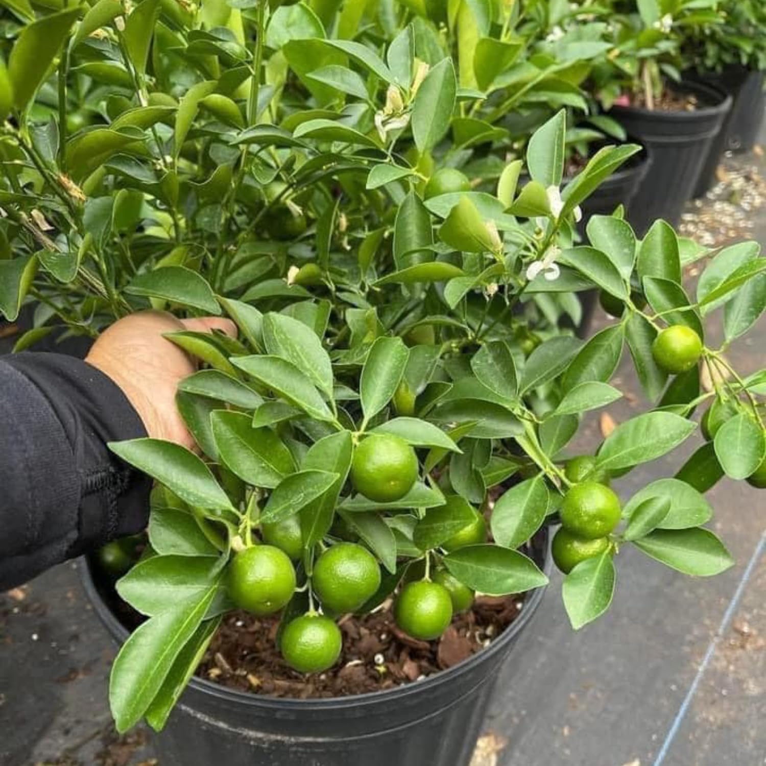 Live Calamansi Tree Plant, 3 Gallon Pot Bearing Fruit Plants, Calamondin Citrus Fruit Plant, Calamansi Kalamansi Tree for Home Patio Garden