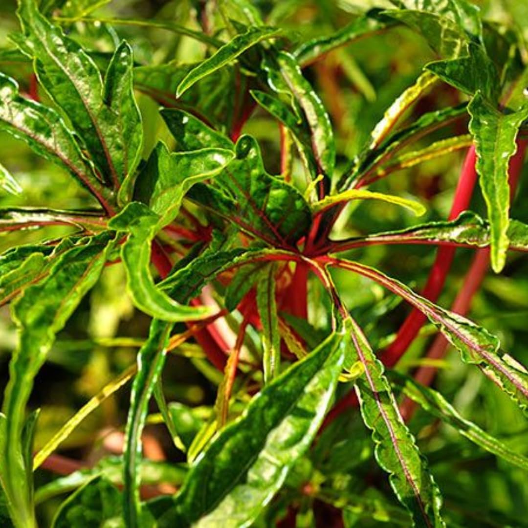 Set 3 Hibiscus Chief Prize Live Plant Tree, Stunning Blooming Shrubs, Starter Size, 4-6 Inc Tall for Outdoor Growing
