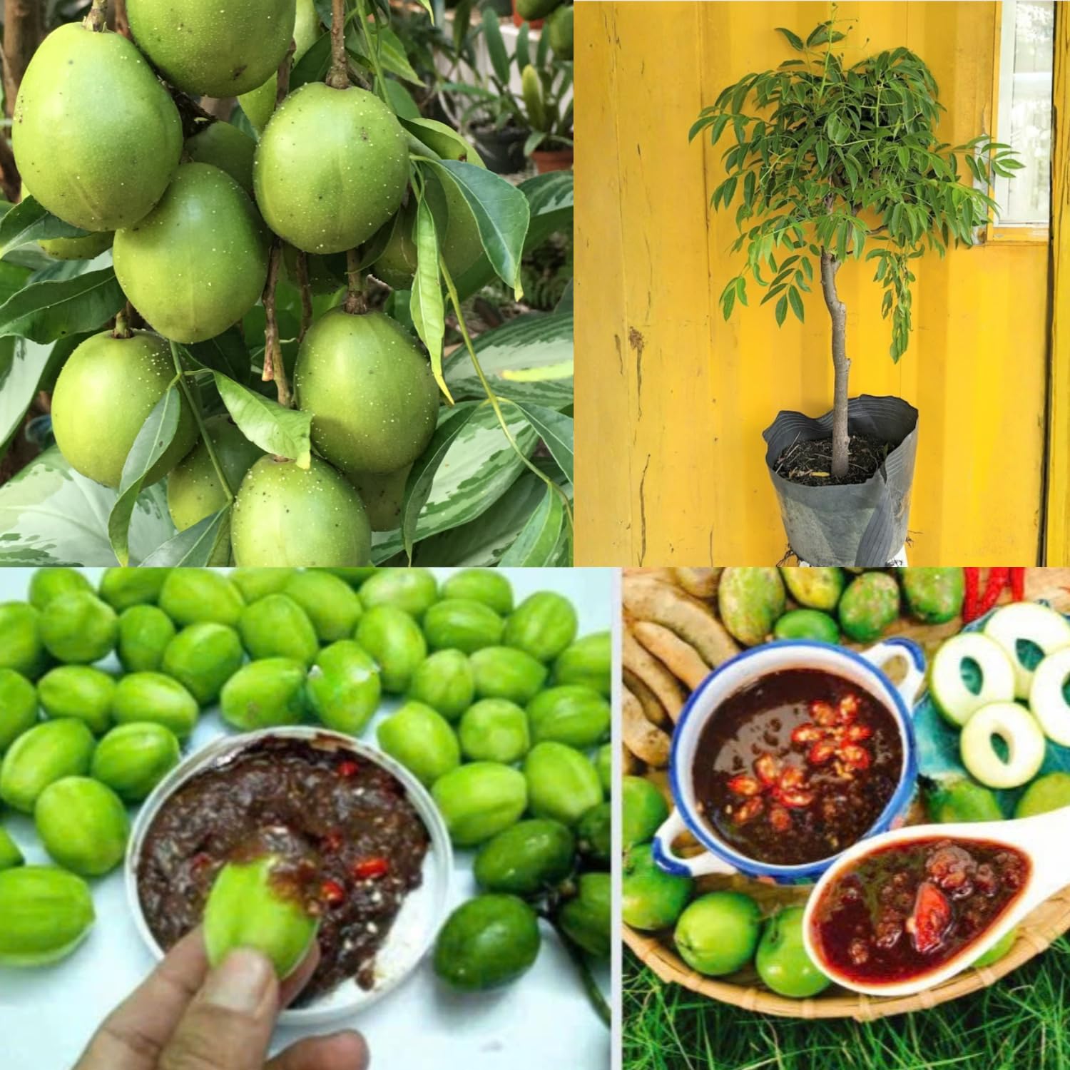 Thai June Plum Tree Live Plant in 3 Gallon Pot, 2-3 Years Old Well-Rooted, Ready to Transplant Outdoor, Fast-Growing