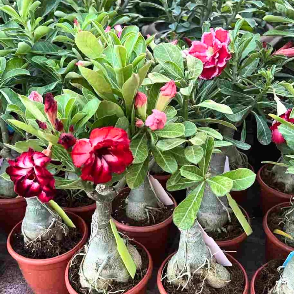 3 Mixed Desert Rose Plants Live, Adenium Obesum Desert Rose Succulent Live Plants, 4-8 Inches Tall, Flowering Cactus