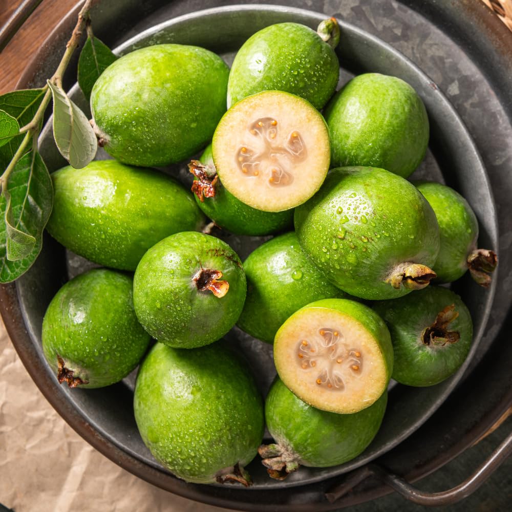 Guava Tree Live Plant, Pineapple Guava Plants Live for Planting, Tropical Fruits Tree for Outdoor Gardening, 1 Feet Tall in 1 Gallon Pot, No Ship to CA