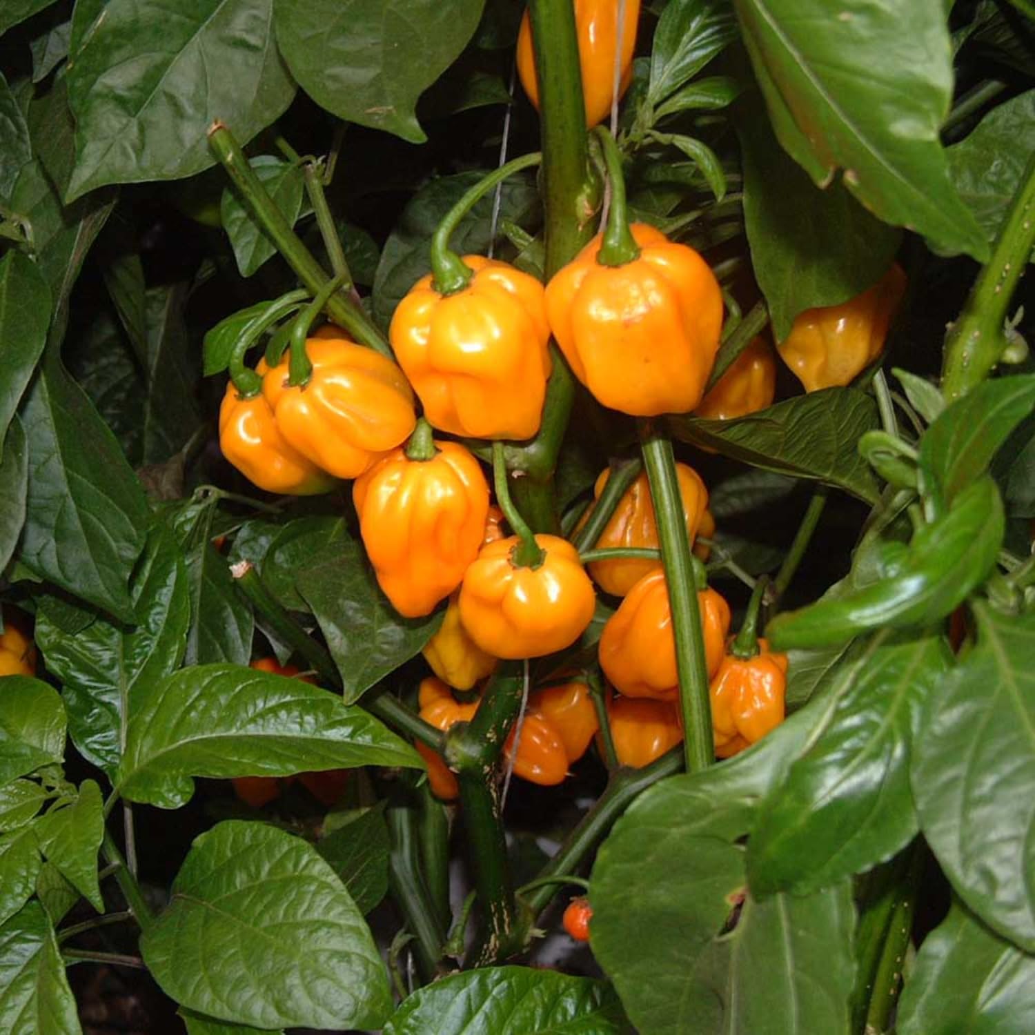 50 Yellow Scotch Bonnet Pepper Seeds, Yellow Jamaican Hot Pepper Seeds for Planting Indoor Outdoor