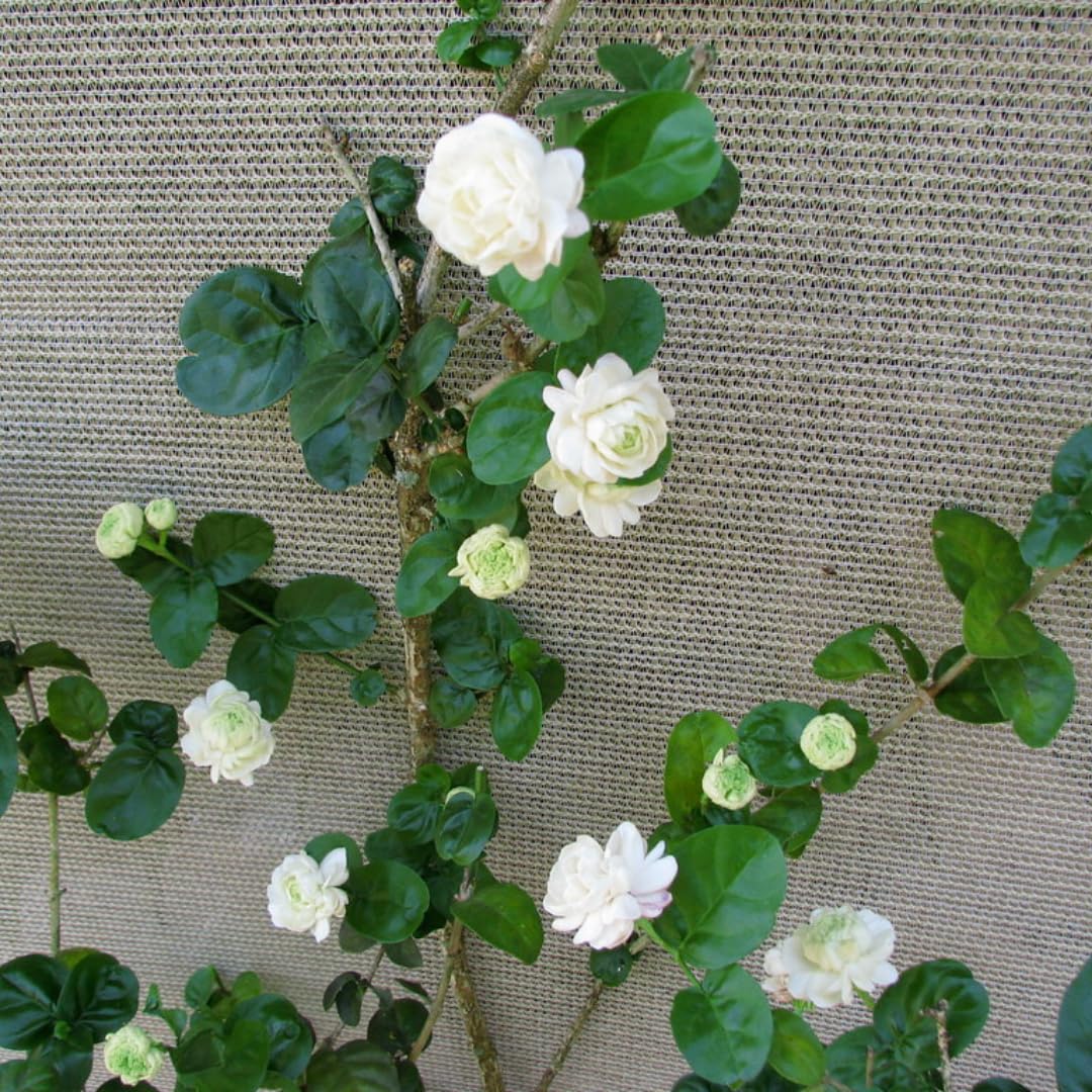 Grand Duke of Jasmine Plant Live, 3 Gallon Pot, Jasmine Live Plant, 2 Feet Tall, Flowering Fragrant Bush Garden