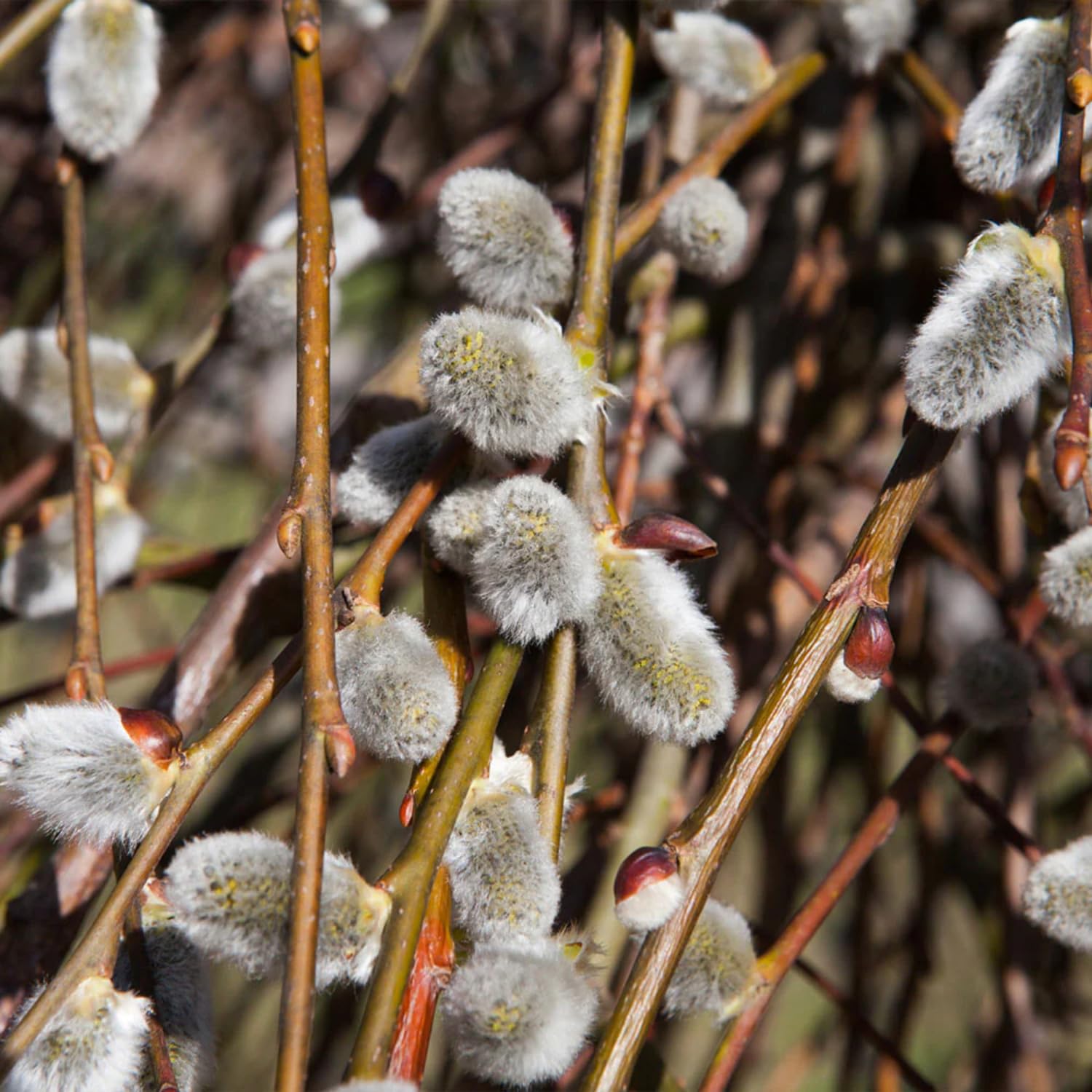 Pussy Willow Live Plant, 6-12 Inch Tall Shrub in 2.5 Inch Pot, Hardy Willow Tree for Spring Blooms and Garden Borders