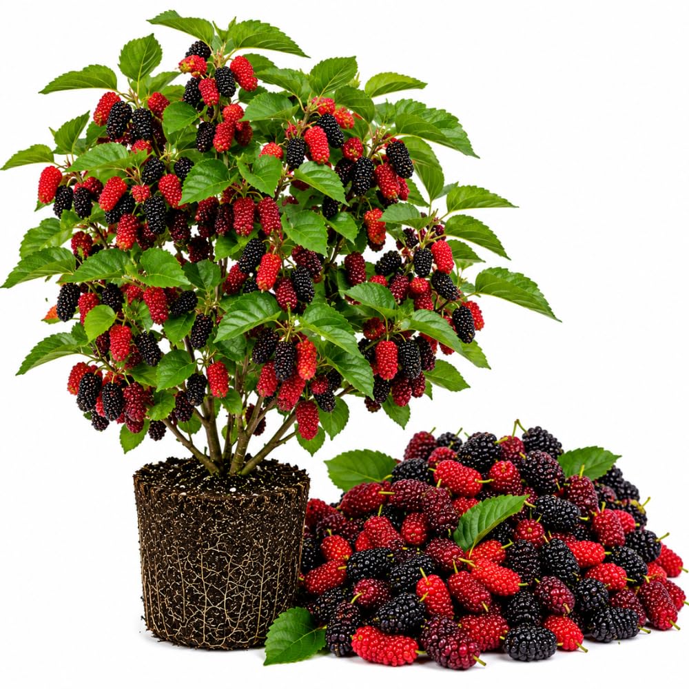 Red Mulberry Tree Live Plant, Sweet Berry Fruit Tree for Garden, 4-7" Tall