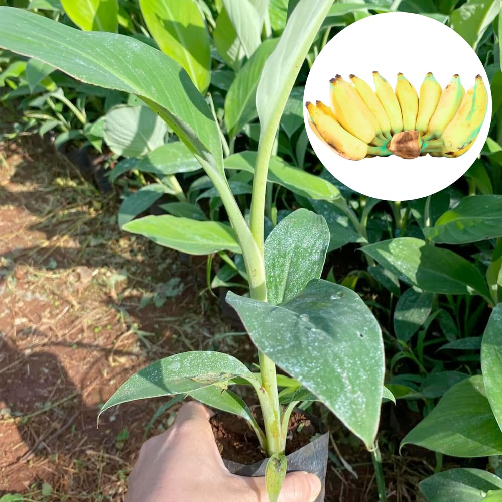 Dwarf Cavendish Banana Tree Plant, 1-2 Feet Tall in Gallon Pot, Cold Hardy Tropical Banana Plant Live, Outdoor Planting, No Ship to CA