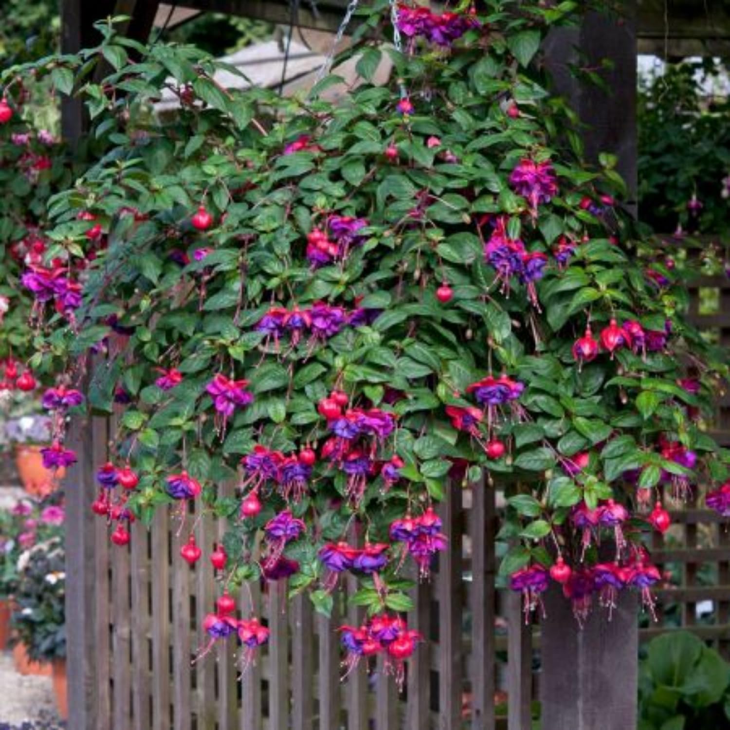 3 Fuchsia Live Plants, Fuchsia Plants Live from 3 to 5 Inches Tall, Purple Flower Plant Outdoor