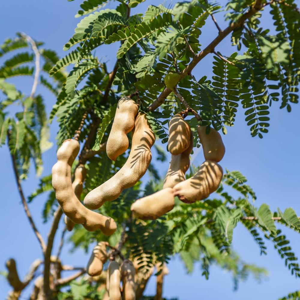 Tamarind Tree Live Plant, Sour Tamarind Plant, 2 Feet Tall, 3 Gallon Pot, Fruit Bearing Plant for Outdoor Garden, No Ship to CA