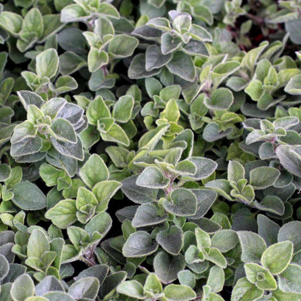 Pack 2 Oregano Plants, Oregano Plant Well Rooted, Herb for Growing 3-5 Inch Tall